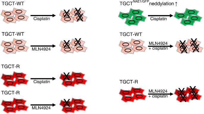 Genome Scale CRISPR Screen Reveals Neddylation To Contribute To