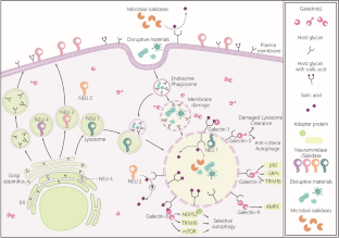 Sialylation Of Cell Surface Glycoconjugates Modulates Cytosolic