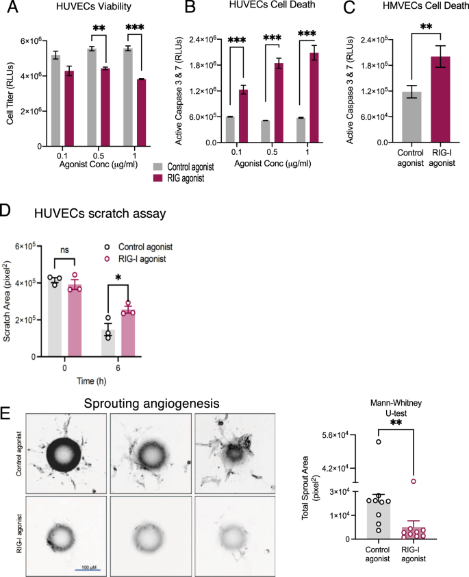 Thymidine Phosphorylase Facilitates Retinoic Acid Inducible Gene I