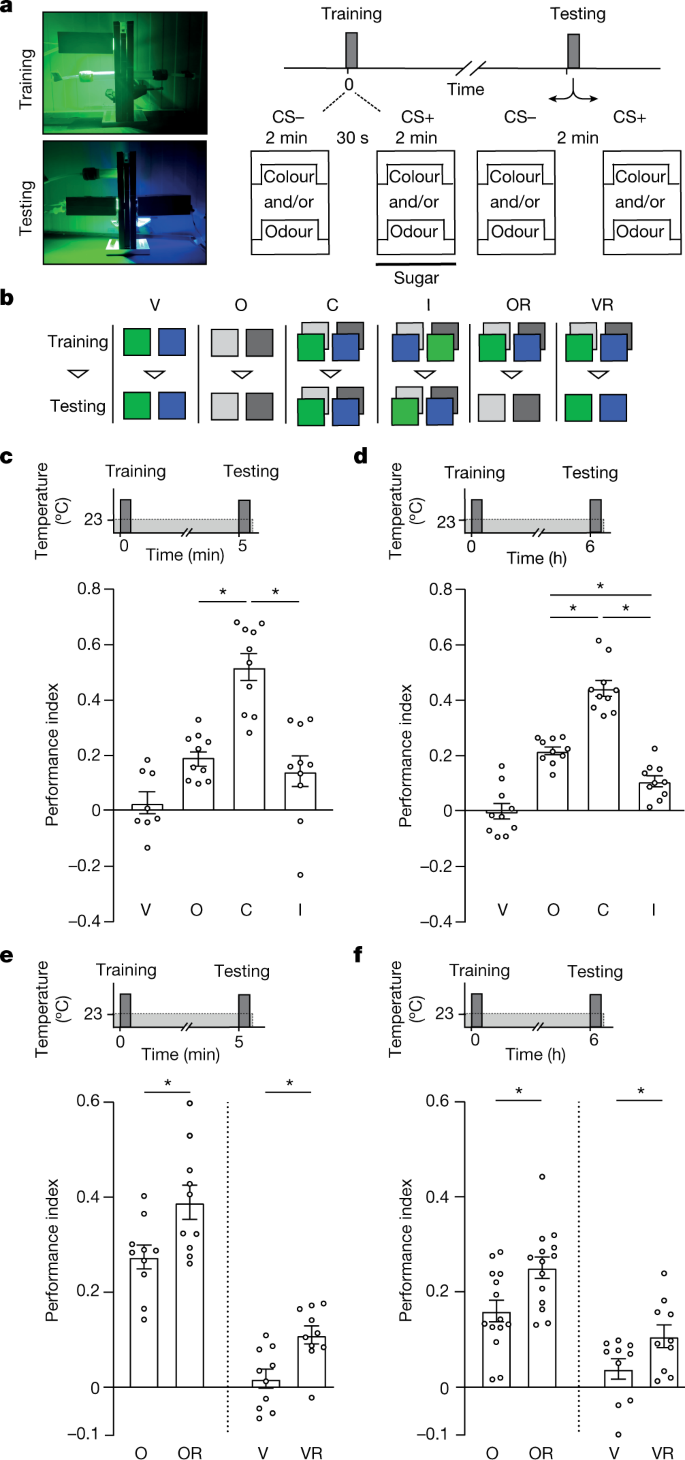 Multisensory Learning Binds Neurons Into A Cross Modal Memory Engram