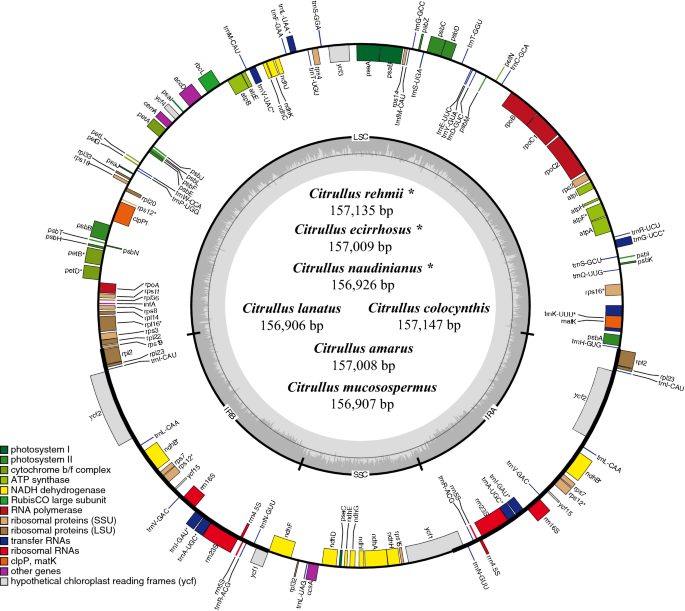 Comparative Chloroplast Genome Analysis Of Seven Extant Citrullus