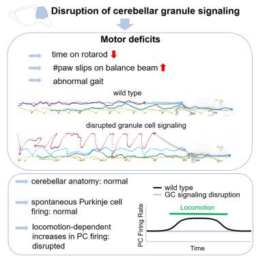 Cerebellar Granule Cell Signaling Is Indispensable For Normal Motor