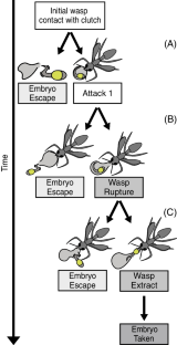 Developmental Changes In Red Eyed Treefrog Embryo Behavior Increase