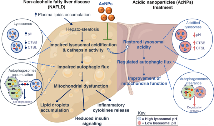 Restoration Of Lysosomal Acidification Rescues Autophagy And Metabolic