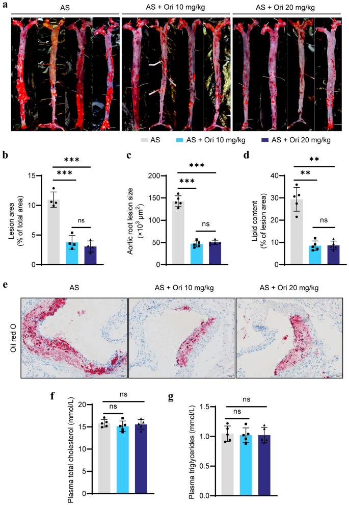 E Nlrp Nrf Inflammopharmacology