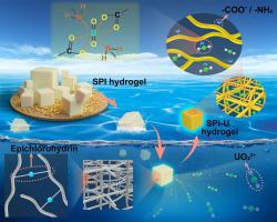 低成本天然蛋白水凝胶高效海水提铀 International Journal of Biological Macromolecules X MOL