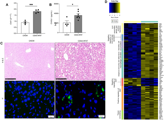 Myeloid Specific Deletion Of Chitinase Like Protein Ameliorates