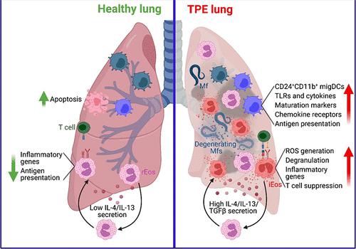 Immunophenotypic And Functional Characterization Of Eosinophil And