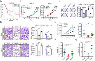 Mettl Dsrna Cellular Oncology X Mol