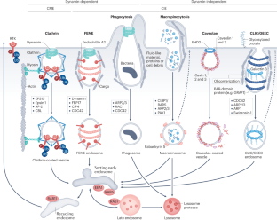 Endocytosis In Cancer And Cancer Therapy Nature Reviews Cancer X MOL