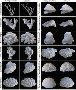 Photogrammetry For Coral Structural Complexity What Is Beyond Sight