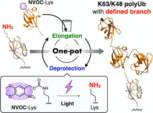 One Pot Photocontrolled Enzymatic Assembly Of The Structure Defined