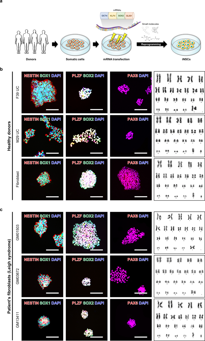 Human Induced Neural Stem Cells Support Functional Recovery In Spinal