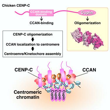 Centromere Kinetochore Is Assembled Through Cenp C Oligomerization