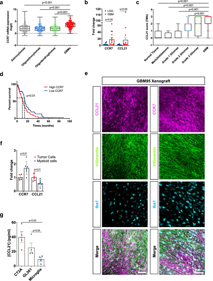 Ccl Ccr Signaling Promotes Microglia Macrophage Recruitment And