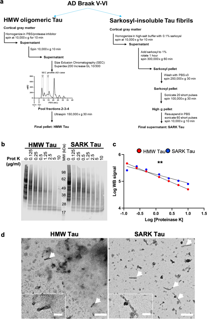 Ad Tau Tau Acta Neuropathologica X Mol