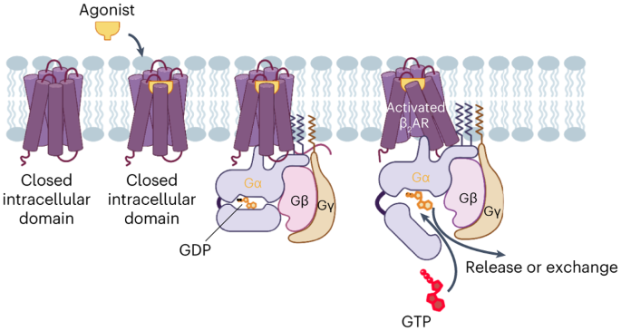 The dynamics of agonist β2 adrenergic receptor activation induced by