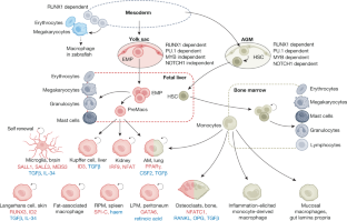 Physiology And Diseases Of Tissue Resident Macrophages Nature X Mol