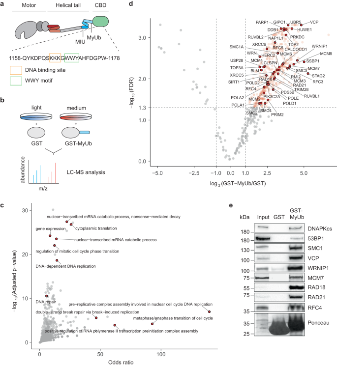 Nuclear Myosin VI Maintains Replication Fork Stability Nature