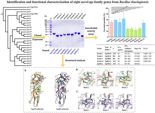 Identification And Functional Characterization Of Eight Novel Tpp