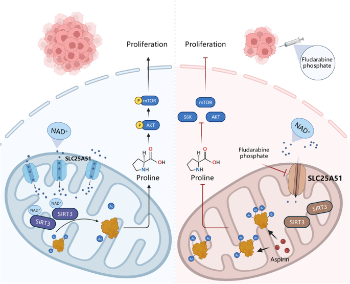 SLC25A51 Promotes Tumor Growth Through Sustaining Mitochondria