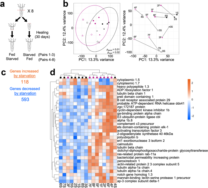 饥饿降低了小星海葵 Nematostella vectensis 的免疫力和免疫调节因子 NF κB Communications