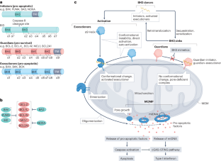 Bcl Nature Reviews Molecular Cell Biology X Mol