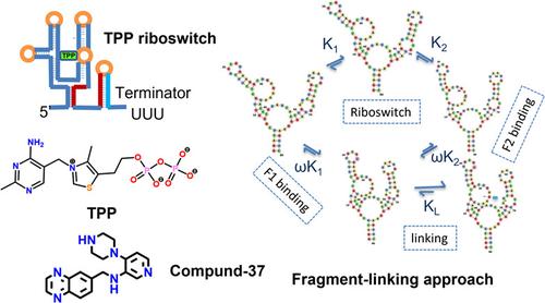 Exploring The Structure Function Of Thiamine Pyrophosphate Riboswitch