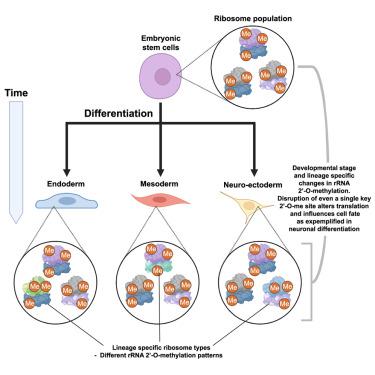 Ribosomal RNA 2 O Methylation Dynamics Impact Cell Fate Decisions