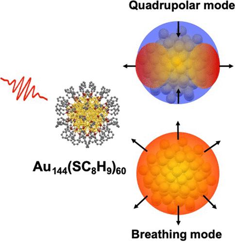 Coherent Vibrational Dynamics Of Au144 SC8H9 60 Nanoclusters The