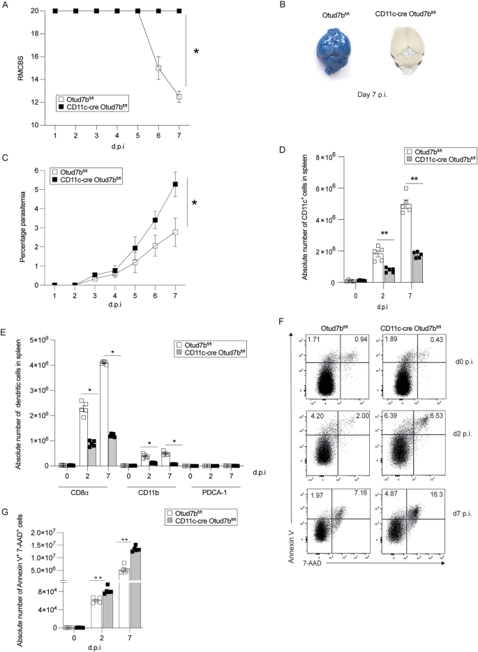 The Deubiquitinating Enzyme OTUD7b Protects Dendritic Cells From TNF