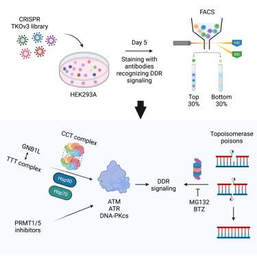 Facs Crispr Dna Molecular Cell X Mol