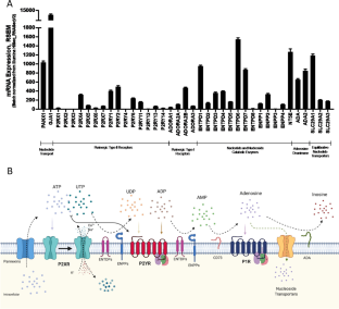 P Y Purinergic Signalling X Mol