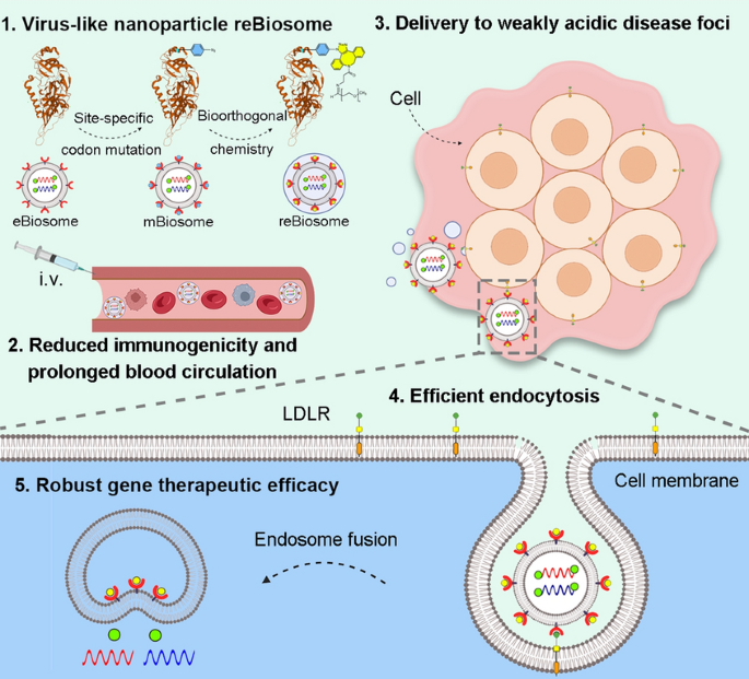 Bioorthogonal Engineered Virus Like Nanoparticles For Efficient Gene