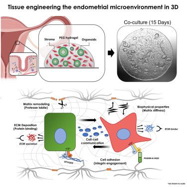 全合成细胞外基质中人子宫内膜的类器官共培养模型使得上皮间质串扰的研究成为可能 Med X MOL