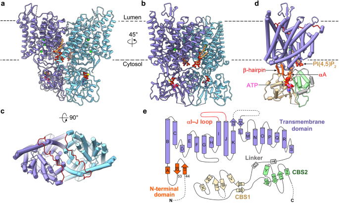 Molecular Mechanism Underlying Regulation Of Arabidopsis CLCa