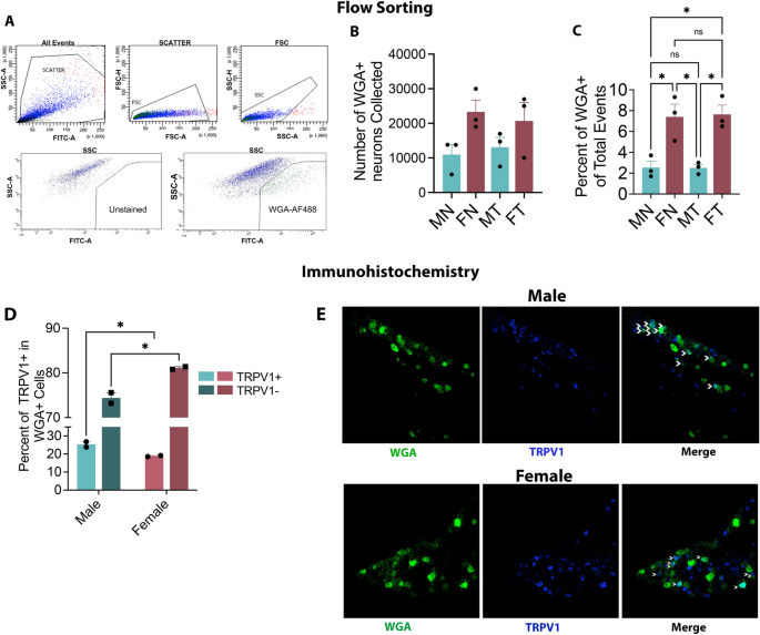 Sex Dependent Differences In The Genomic Profile Of Lingual Sensory