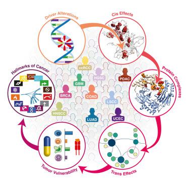 Pan Cancer Proteogenomics Connects Oncogenic Drivers To Functional