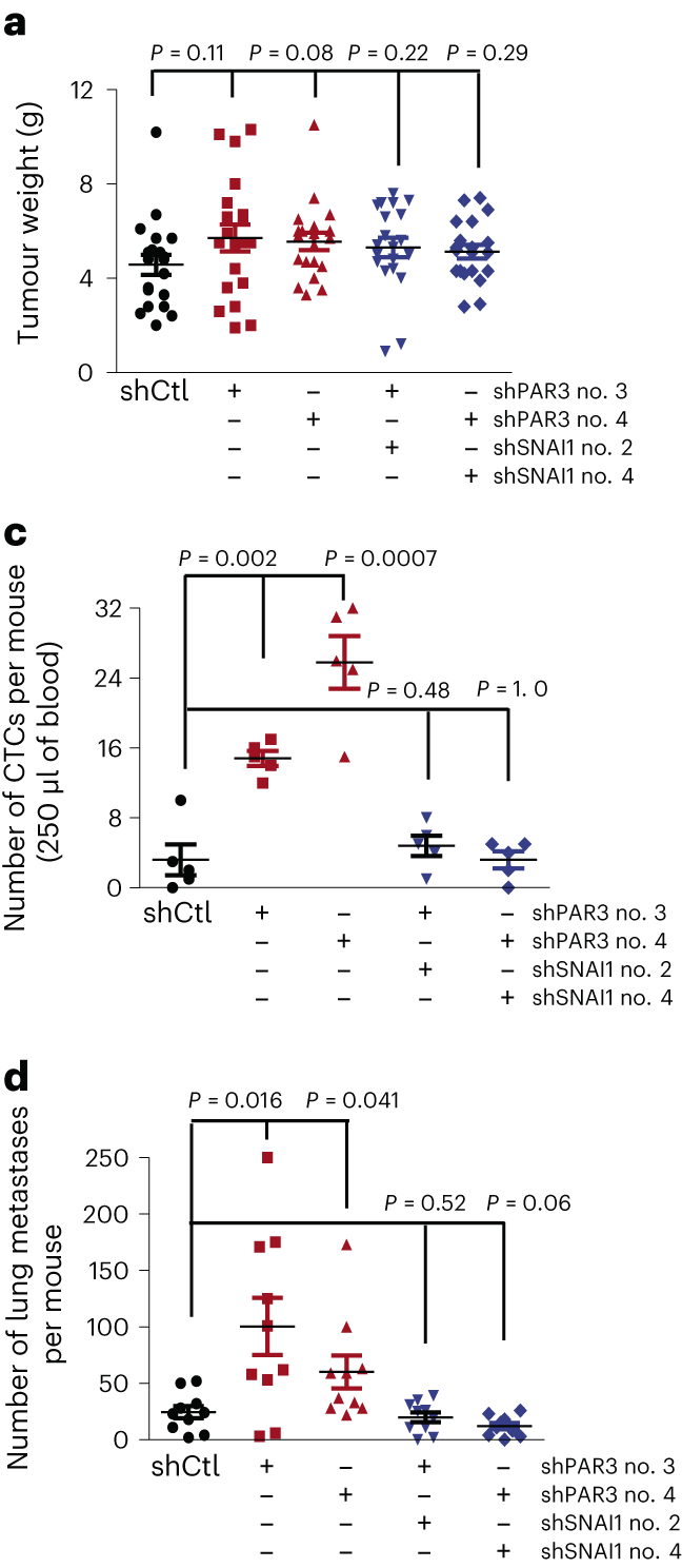 Author Correction Apicalbasal Polarity Inhibits Epithelial