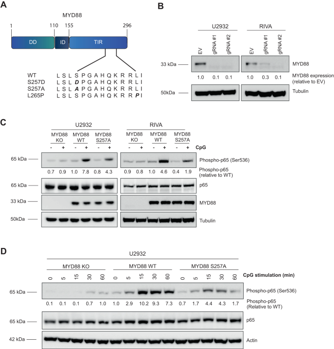 The Oncogenic Human B Cell Lymphoma Myd L P Mutation Genocopies