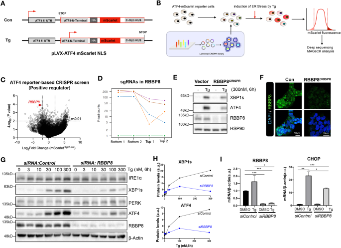 CRISPR Screen Identifies The Role Of RBBP8 In Mediating Unfolded