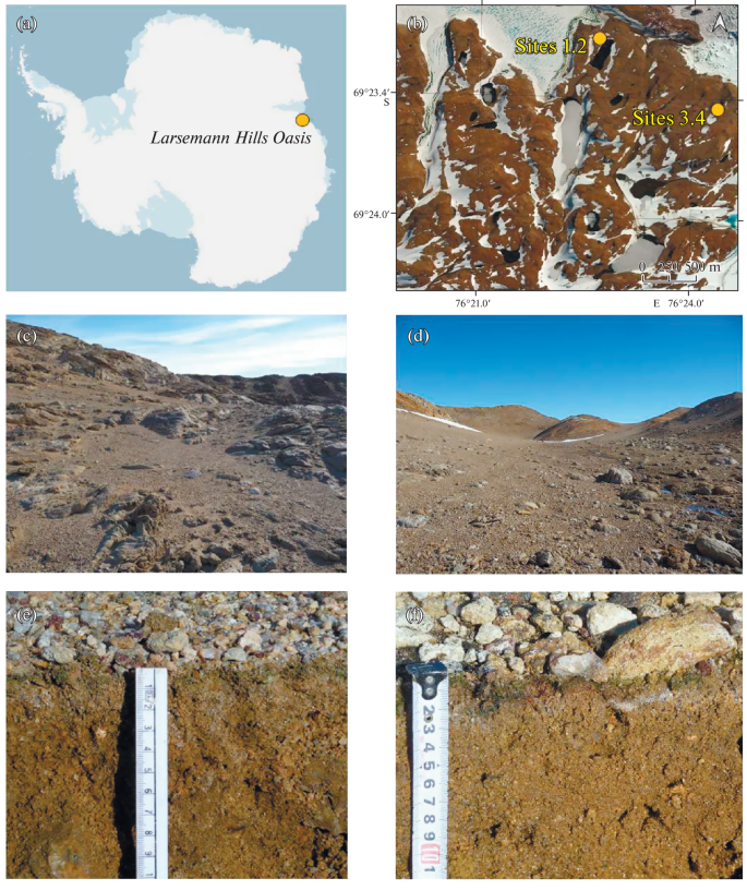 Cyanobacteria In Hypolithic Horizons Of Soils In The Larsemann Hills