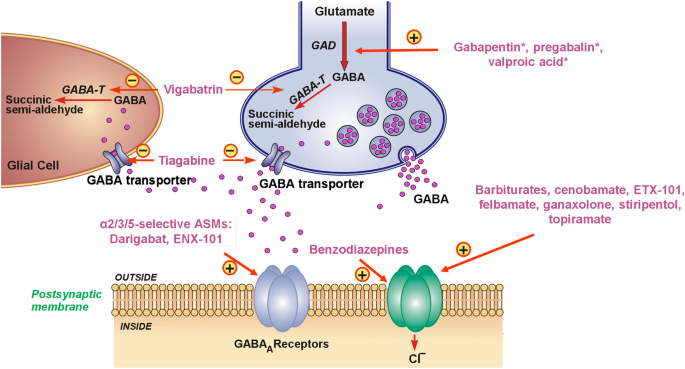 New GABA Targeting Therapies For The Treatment Of Seizures And Epilepsy