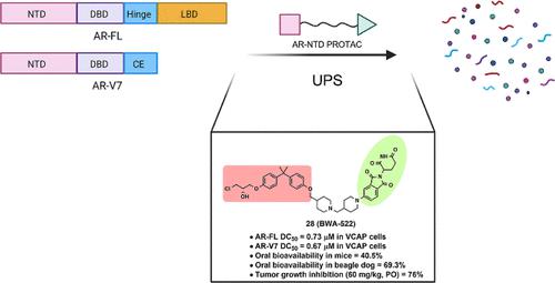 Discovery Of Bwa A First In Class And Orally Bioavailable Protac