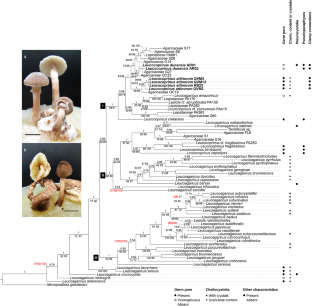 Unraveling Fungal Species Cultivated By Lower Attine Ants Mycological