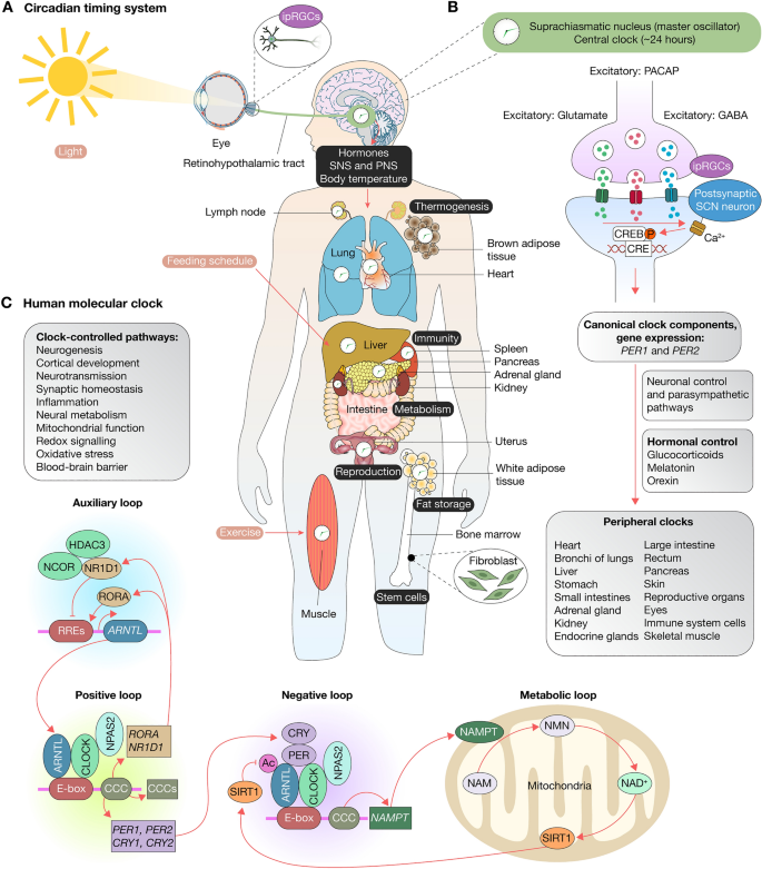 Integrated Multi Omics Analysis Reveals The Molecular Interplay Between