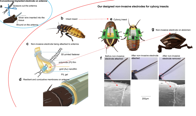 Resilient Conductive Membrane Synthesized By In Situ Polymerisation For