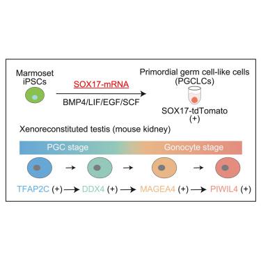 Mrna Based Generation Of Marmoset Pgclcs Capable Of Differentiation