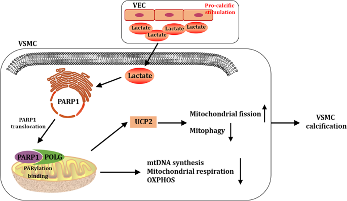 Exploring A New Mechanism Between Lactate And VSMC Calcification PARP1