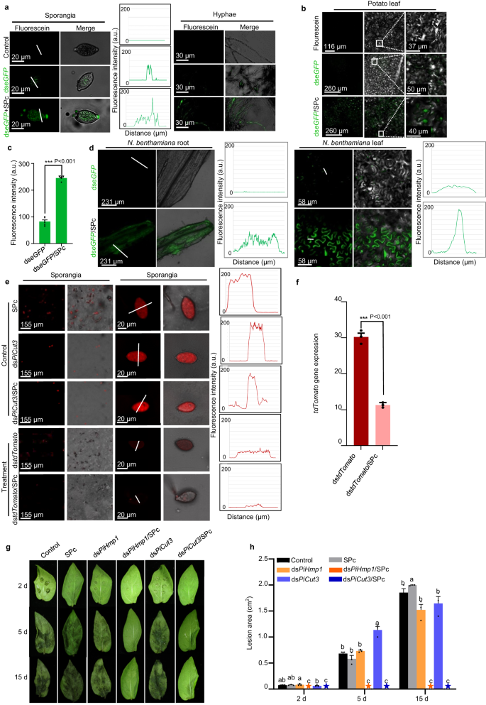 High Efficiency Green Management Of Potato Late Blight By A Self